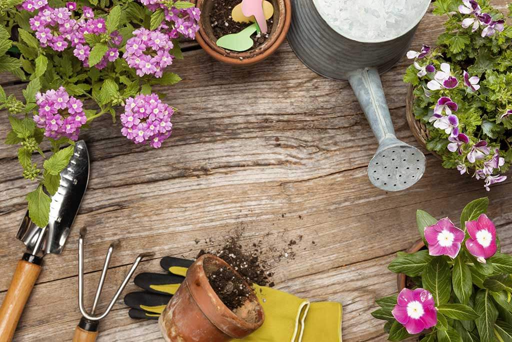 MustHave Gardening Tools for Seniors TerraBella
