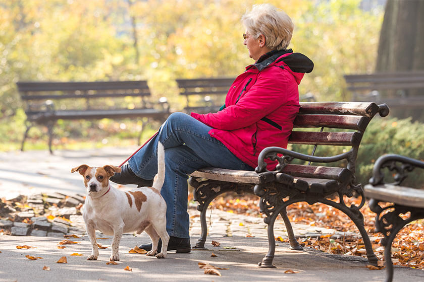 5 Benefits Of Dog Walking For Your Health TerraBella